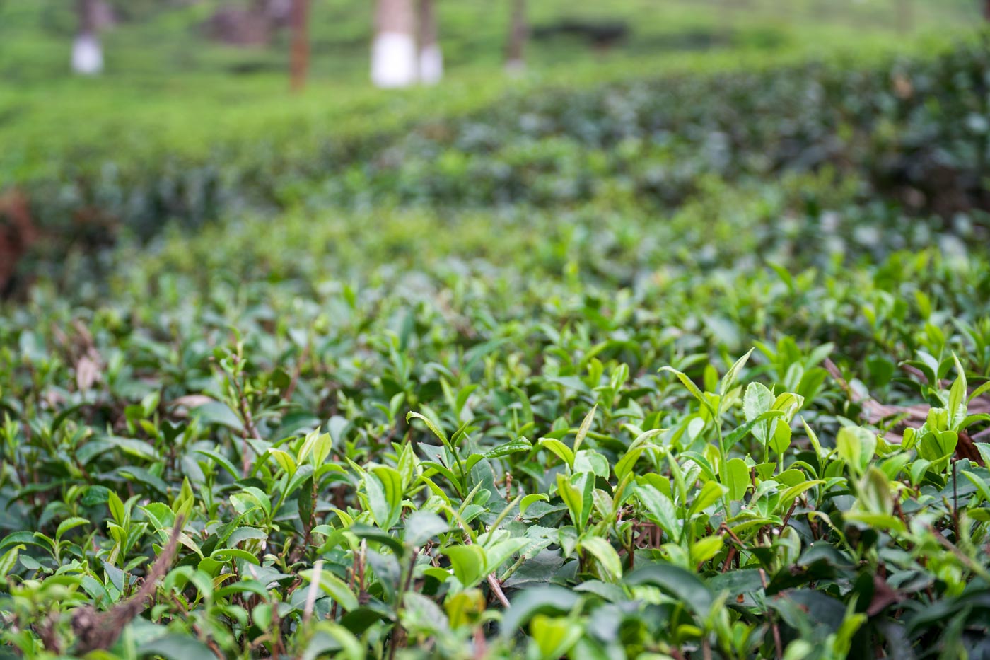 2026 Jungpana DJ2 Flugtee FTGFOP1 Darjeeling