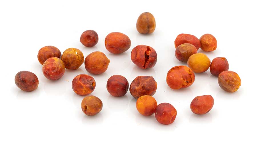 Chiltepin Ur-Chili
