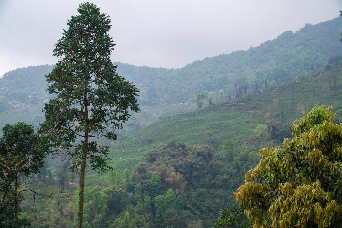 2026 Jungpana DJ2 Flugtee FTGFOP1 Darjeeling