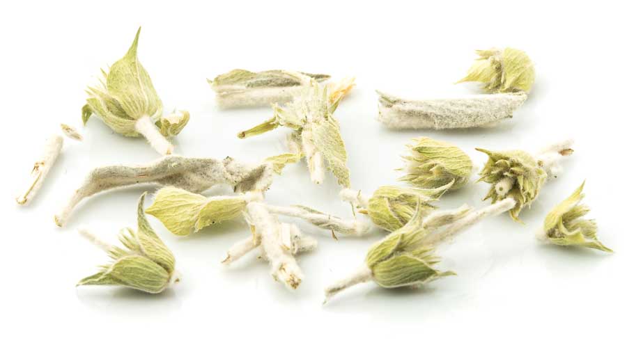 Bio Griechischer Bergtee
