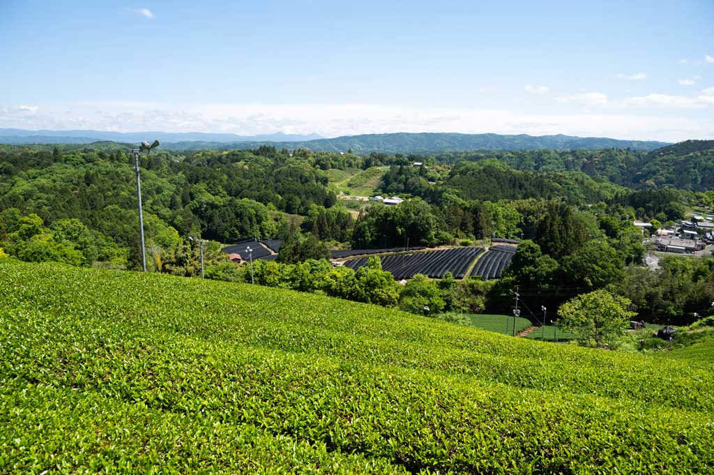 Bio Suikyo Asamidori Sencha
