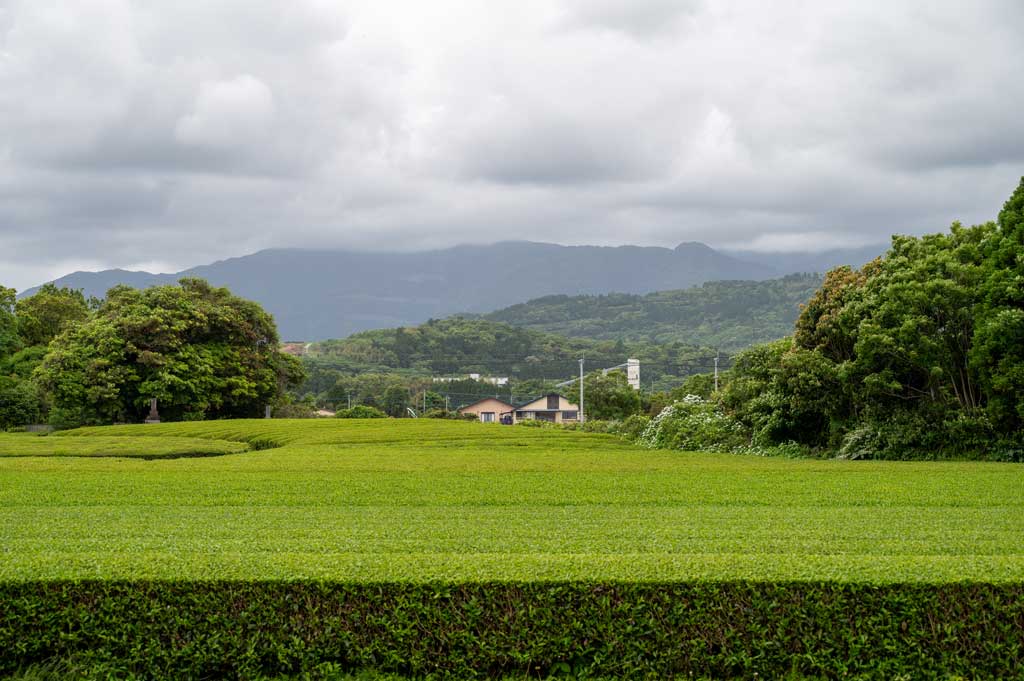 2025 Bio Kadota Aracha Shincha