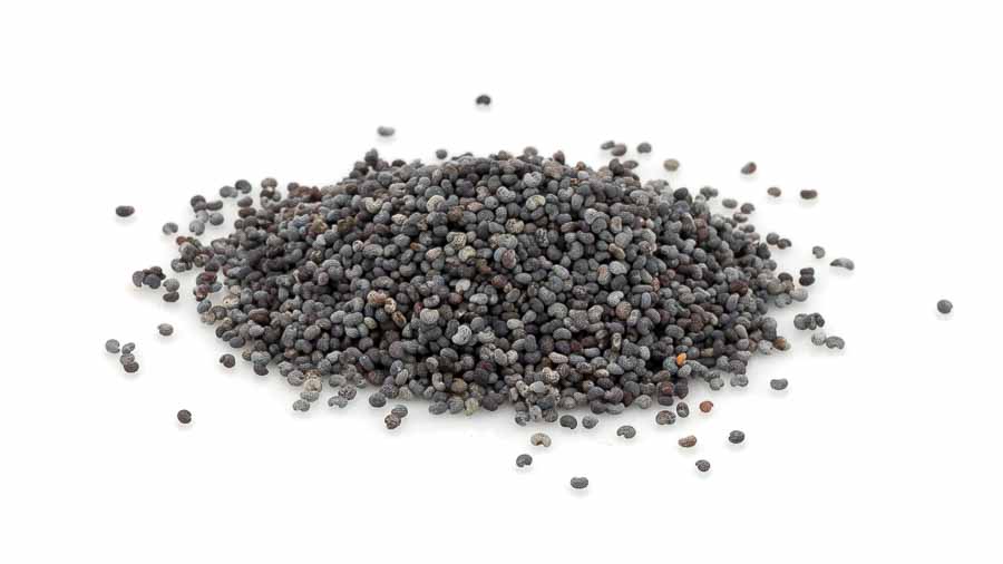 blaumohn_ganz Blaumohn - ganz