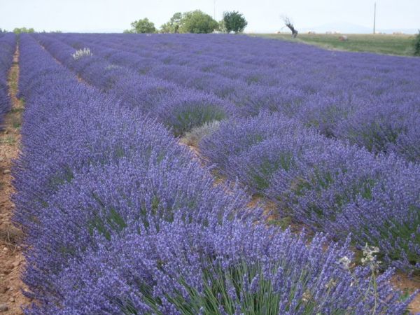 Lavendel-Honig-Feldt-2 Lavendelhonig - Feldt