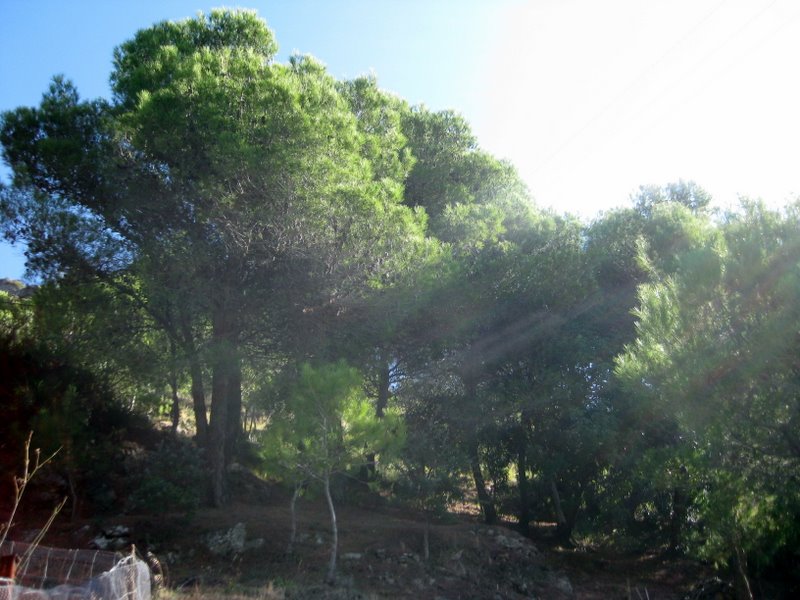 Pinienhonig - Feldt