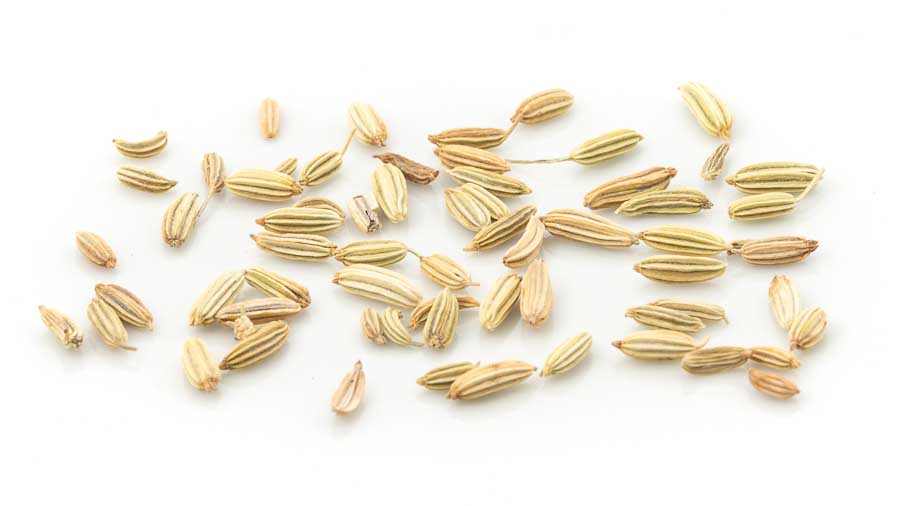 Fenchel grün Kräutertee