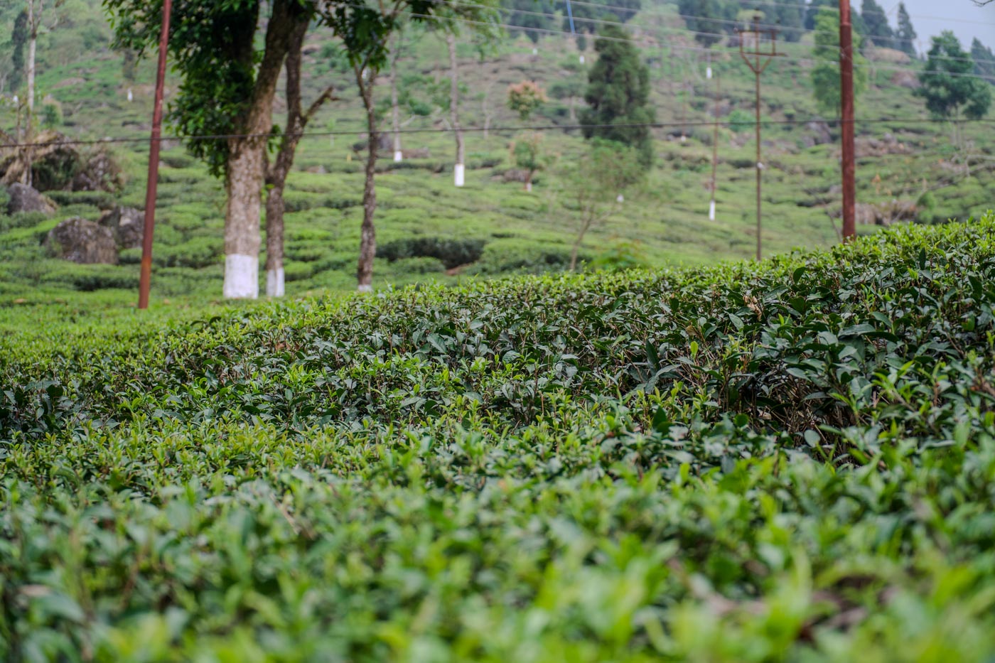 2026 Jungpana DJ2 Flugtee FTGFOP1 Darjeeling
