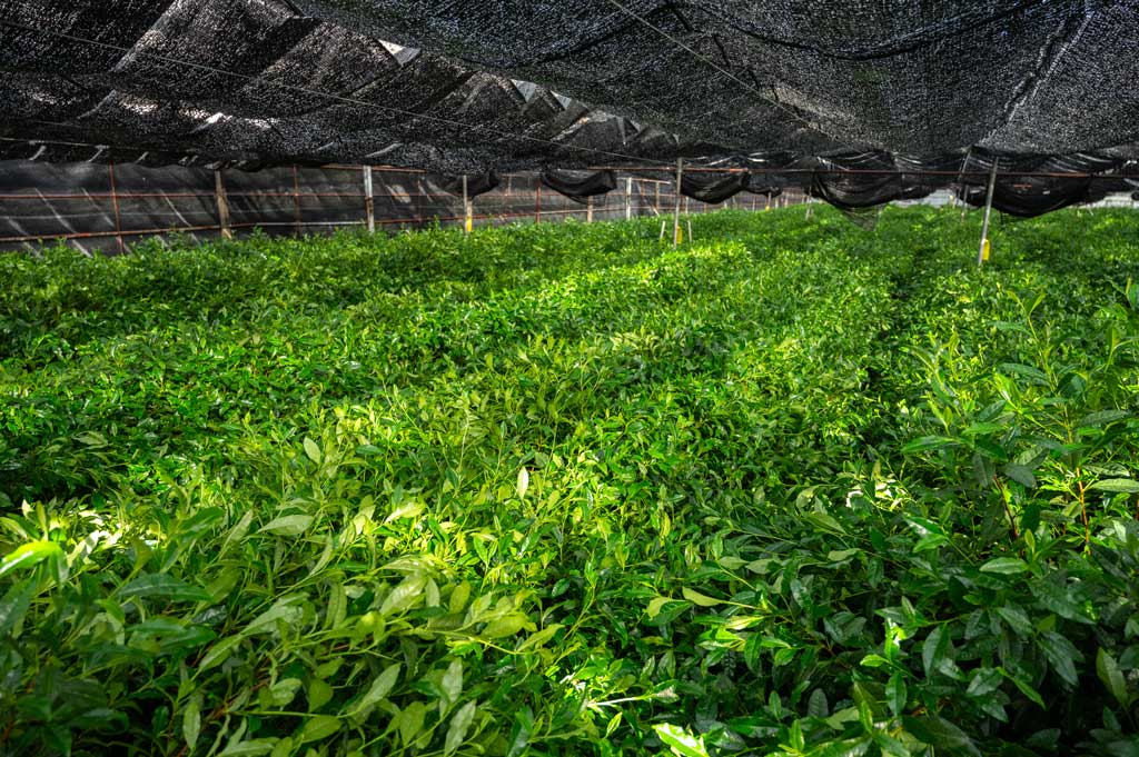 Bio Shirasagi Matcha von Nakanishi San