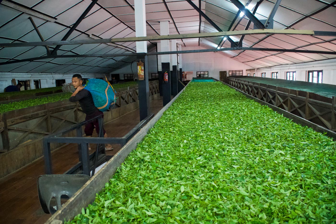 2026 Jungpana DJ2 Flugtee FTGFOP1 Darjeeling