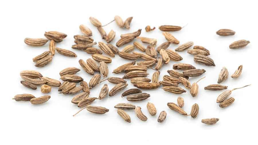 Bitterfenchel Kammware Kräutertee