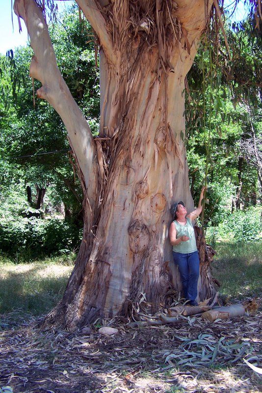 Eucalyptus-honig-Feldt2 Eukalyptushonig - Feldt